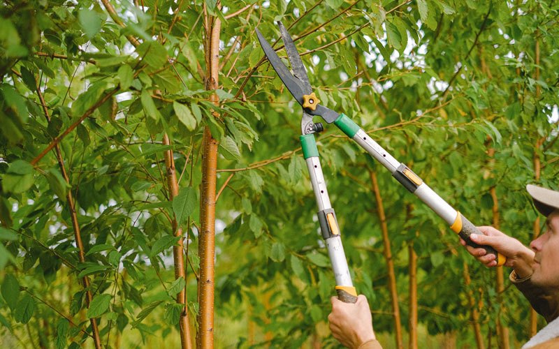 Tree trimming in Lehigh, IA