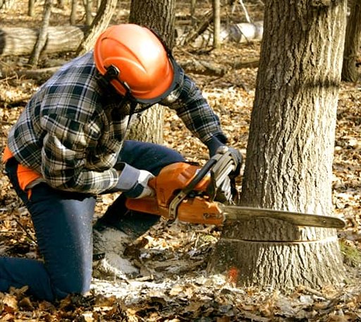 Tree Removal in Lehigh, IA